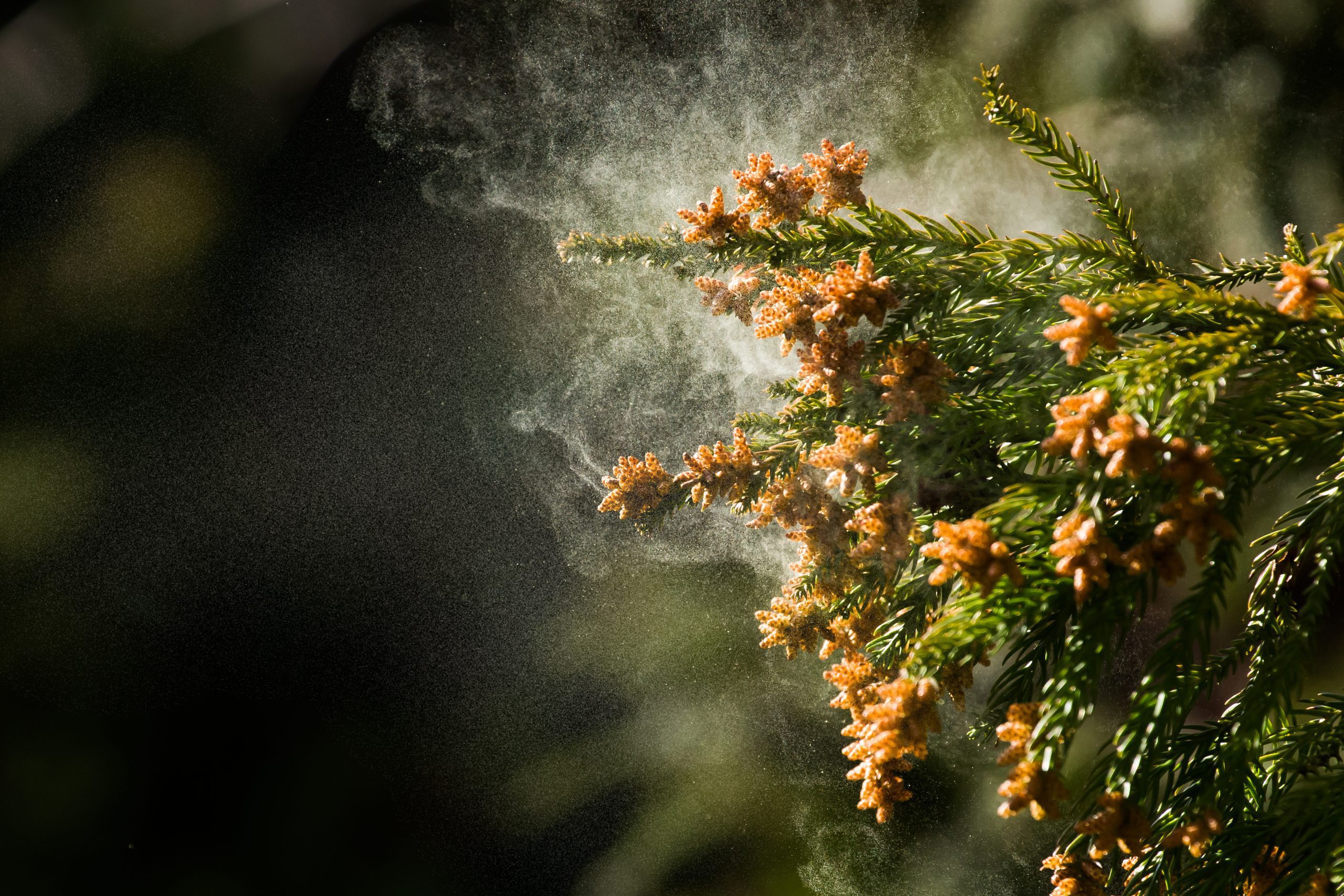 Pollen emanating from cedar tree