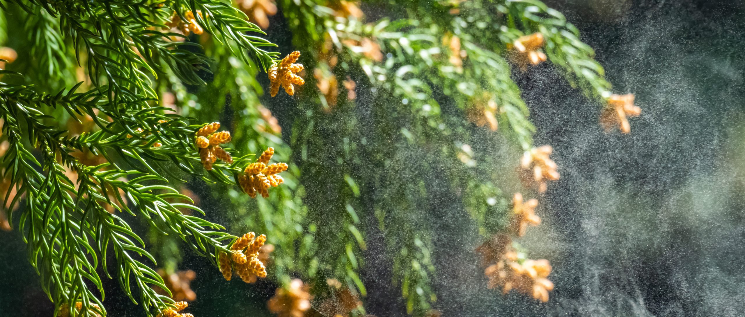 Pollen emanating from cedar tree