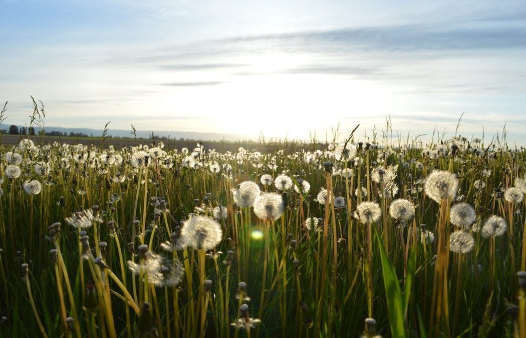 The Academy of Otolaryngology now recommends acupuncture for the treatment of allergies