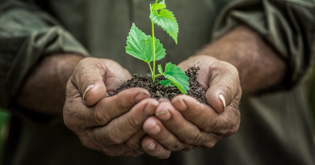 Plant being held in a persons hands