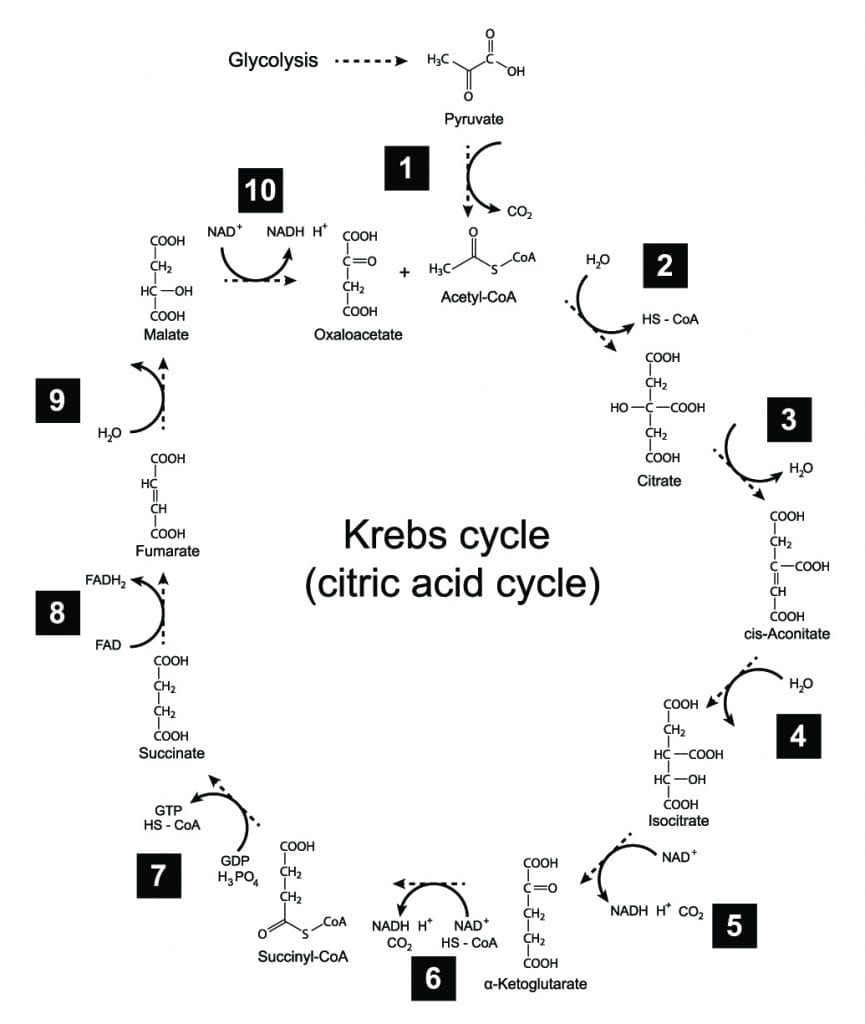 Krebs Cycle