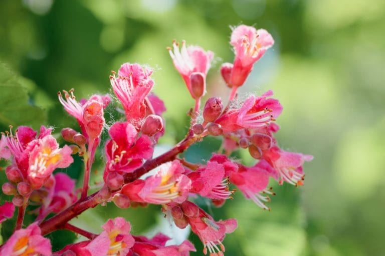 Flower Petal