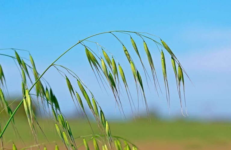 Grains In a Field