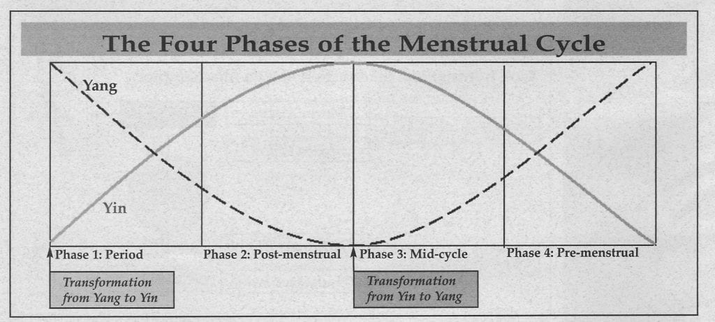 Phases of a woman's  menstrual cycle