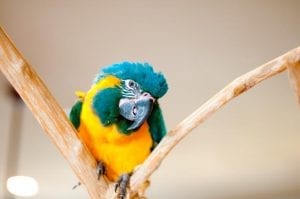 Blue Throat Macaw