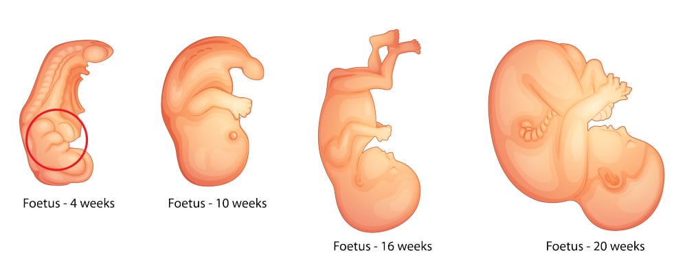 image of Fetus Development