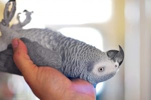 Congo African Grey