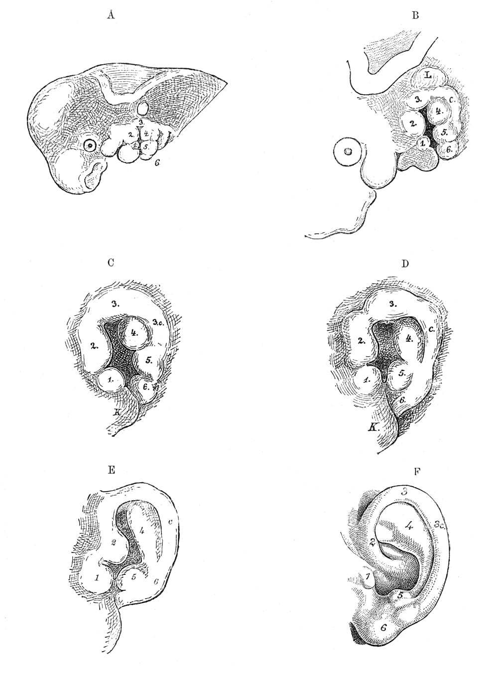 Ear Development Diagram