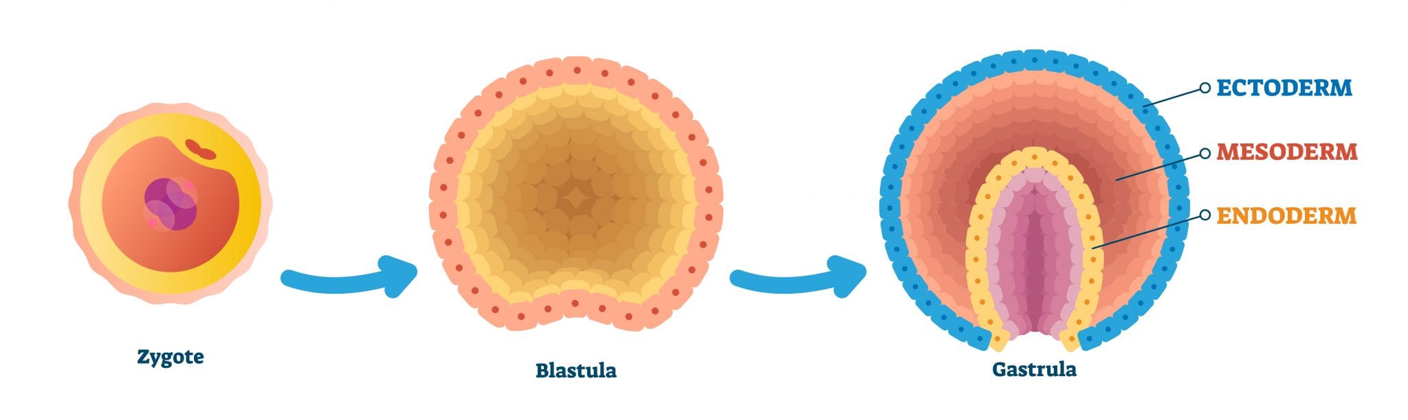 Human Embryo Development Diagram 