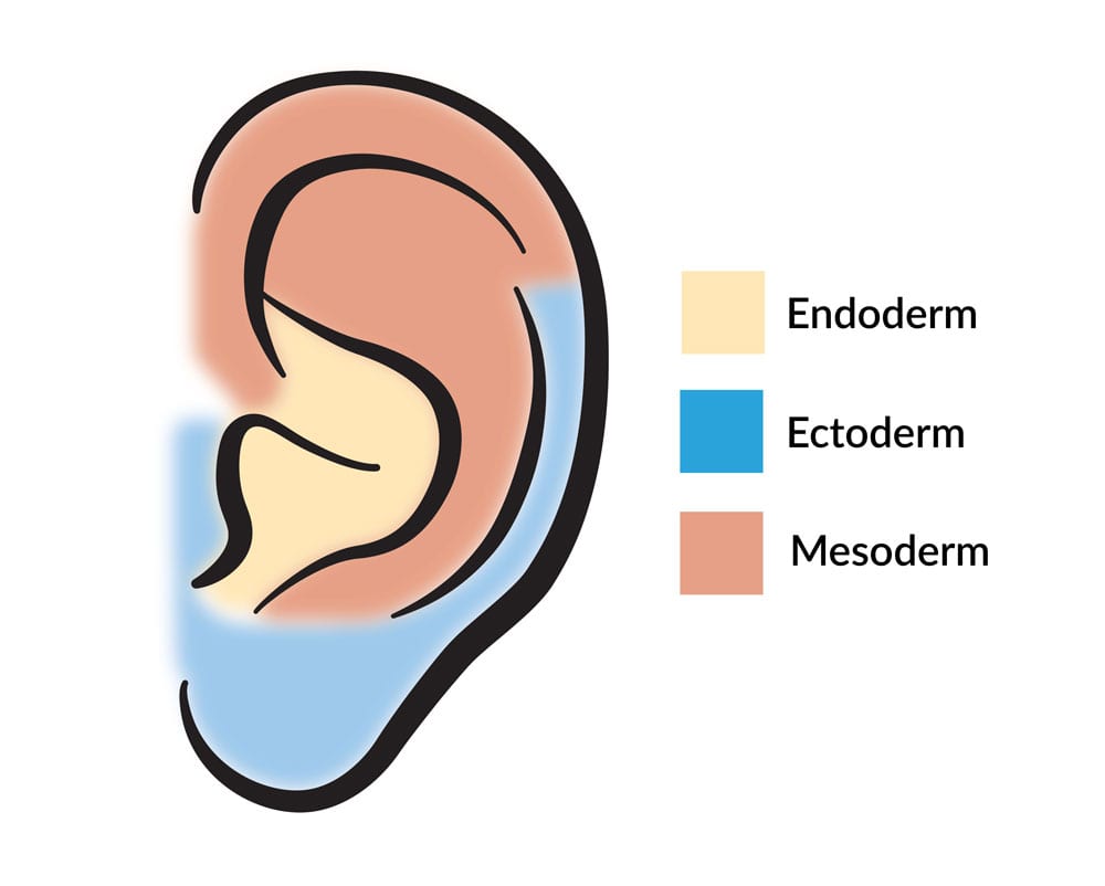Ear tissue during development