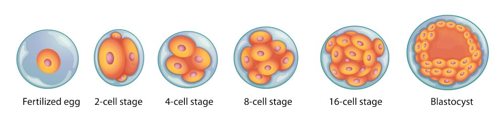 image of human embryo