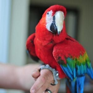 Ruby Macaw